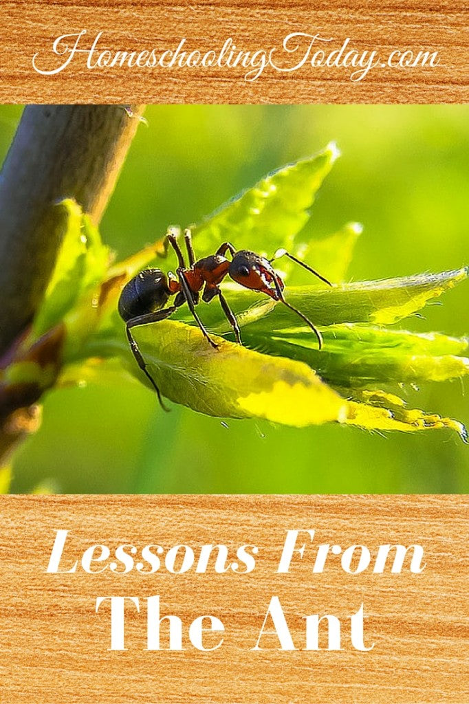 Lessons From The Ant