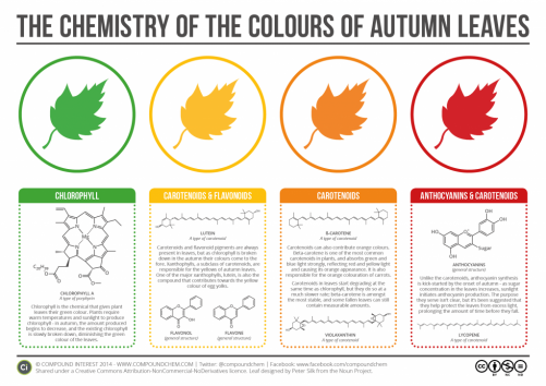 Fall Leaves Unit Study - Chemistry - Homeschooling Today Magazine
