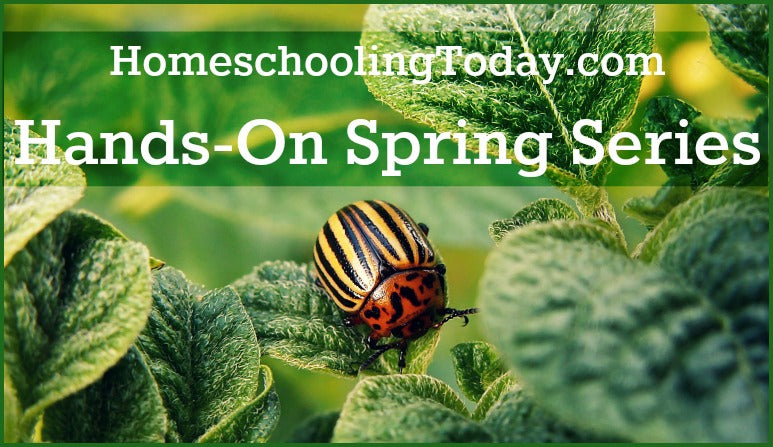 Hands-On Bugs | Homeschooling Today Magazine
