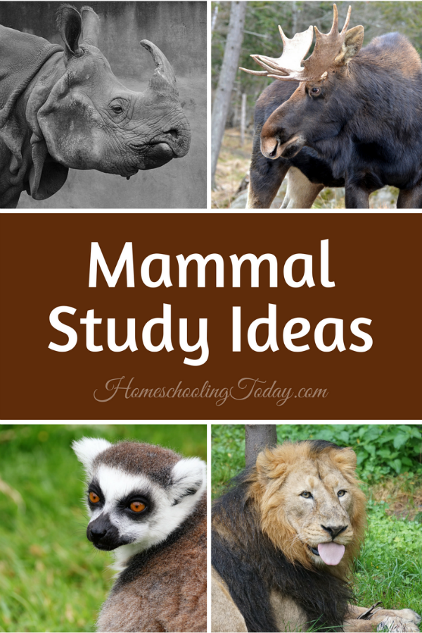 Mammal Study Ideas