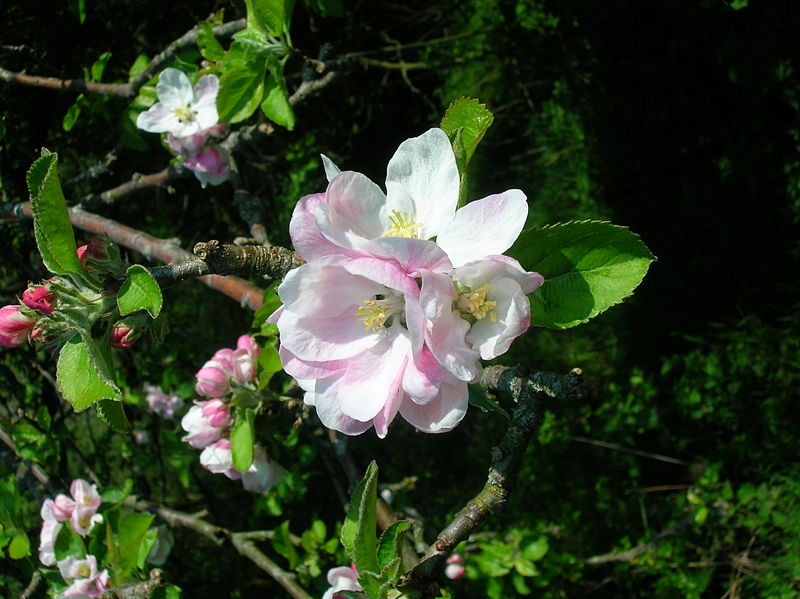 Apple_Blossom